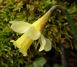 Narcissi of the Picos de Europa